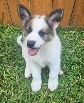 Mando -  German Shepherd Dog and Great Pyrenees Dog for Adoption in Pflugerville, Texas - Mando | PetCurious