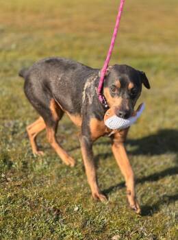 Doberman Pinscher Dogs Available for Adoption - Kida | PetCurious