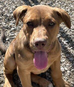 Labrador Retriever and Pit Bull Terrier Dogs Available for Adoption in Newburg, Missouri - Kylee | PetCurious
