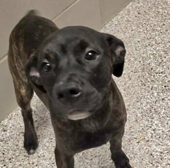 Baylee -  Terrier and Mixed Breed Dog for Adoption in Gastonia, North Carolina - Baylee | PetCurious