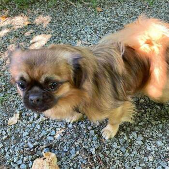 Rescue Japanese Chin Dogs for Adoption in Abbotsford, British Columbia - Bruce | PetCurious