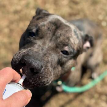 Pit Bull Terrier and Catahoula Leopard Dog Dogs Available for Adoption in York, Pennsylvania - Oso | PetCurious