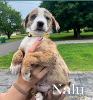 Nalu -  Mixed Breed Dog for Adoption in Spring Hill, Tennessee - Nalu | PetCurious