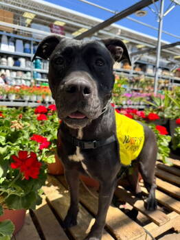 Rescue Cane Corso and Black Labrador Retriever Dogs for Adoption in Chandler, Arizona - MOMMA | PetCurious