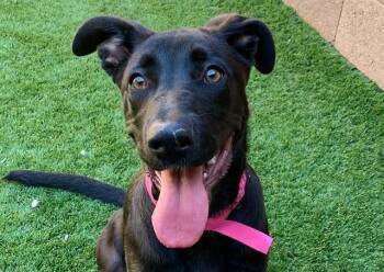 HARLEY -  Labrador Retriever and Mixed Breed Dog for Adoption in Moreno Valley, California - HARLEY | PetCurious