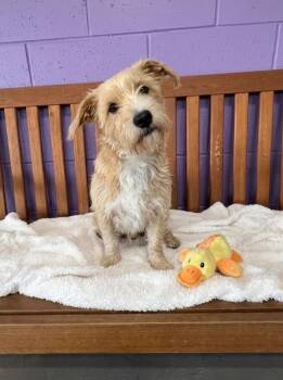 **TUCKER** -  Wheaten Terrier Dog for Adoption in North Prairie, Wisconsin - **TUCKER** | PetCurious