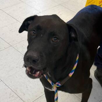 Hondo -  Black Labrador Retriever Dog for Adoption in Jacksonville, Arkansas - Hondo | PetCurious
