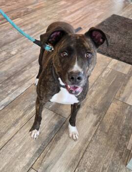 Rescue Pit Bull Terrier Dogs for Adoption in Sidney, Ohio - Thadia Yrly 426/31 | PetCurious