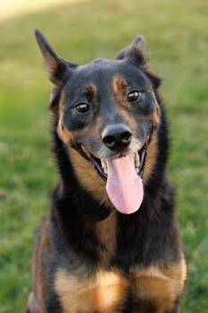 Marley -  German Shepherd Dog and Rottweiler Dog for Adoption in Mckinney, Texas - Marley | PetCurious