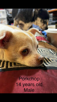 Rescue Chihuahua Dogs for Adoption in Boone, Colorado - Porkchop | PetCurious