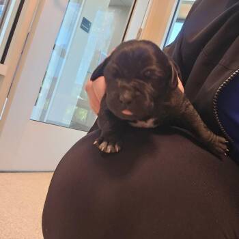 Mixed Breed Dogs Available for Adoption - Percy | PetCurious