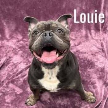 Louie -  American Bully Dog for Adoption in Pleasantville, New Jersey - Louie | PetCurious
