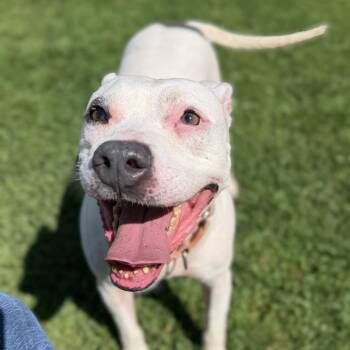 Emily -  Mixed Breed Dog for Adoption in Ashtabula, Ohio - Emily | PetCurious
