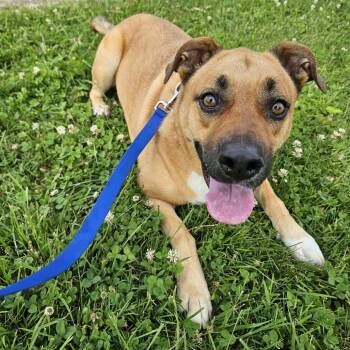 Rescue Boxer and Shepherd Dogs for Adoption in Versailles, Kentucky - Rocky | PetCurious