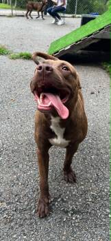 Donnie -  Pit Bull Terrier Dog for Adoption in Fayetteville, West Virginia - Donnie | PetCurious