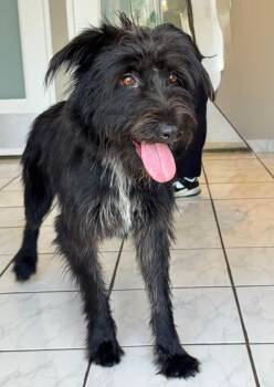 Lorena -  Schnauzer Dog for Adoption in Andover, Massachusetts - Lorena | PetCurious