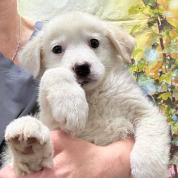 Great Pyrenees and Chocolate Labrador Retriever Dogs Available for Adoption in Normal, Illinois - Fonzie | PetCurious