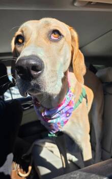 Bubbles -  Great Dane and Labrador Retriever Dog for Adoption in Chatham, New Jersey - Bubbles | PetCurious