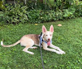 Pup Cup -  Husky Dog for Adoption in Germantown, Ohio - Pup Cup | PetCurious
