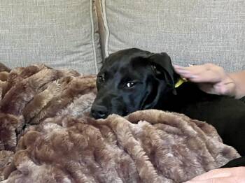 Black Labrador Retriever and Collie Dogs Available for Adoption - Lettie | PetCurious