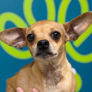 Chihuahua Dogs Available for Adoption in Brownsboro, Alabama - Ren | PetCurious