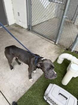 Cain -  Pit Bull Terrier and Mixed Breed Dog for Adoption in Gainesville, Florida - Cain | PetCurious