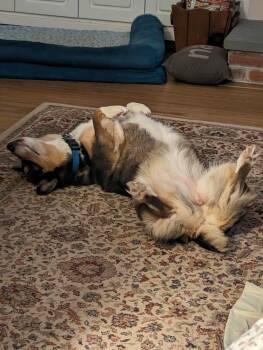 Pembroke Welsh Corgi Dogs Available for Adoption in Simsbury, Connecticut - Korra | PetCurious