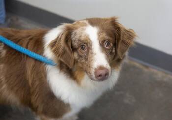 Chassie -  Australian Shepherd Dog for Adoption in Mountain Home, Arkansas - Chassie | PetCurious
