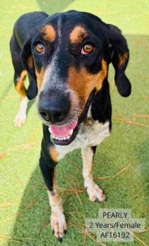 Pearly -  Hound Dog for Adoption - Pearly | PetCurious
