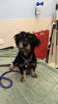 Bowser -  Schnauzer and Mixed Breed Dog for Adoption in Honolulu, Hawaii - Bowser | PetCurious
