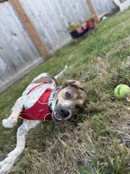 Water Skimmer -  German Shorthaired Pointer Dog for Adoption in Silverdale, Washington - Water Skimmer | PetCurious
