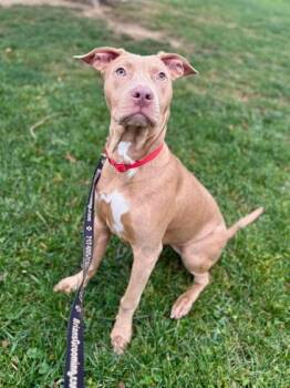 Caramel Corn -  Mixed Breed Dog for Adoption in West Chester, Pennsylvania - Caramel Corn | PetCurious