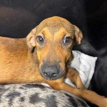 Monroe -  Catahoula Leopard Dog and Hound Dog for Adoption in Tampa, Florida - Monroe | PetCurious