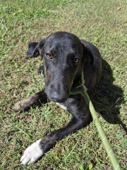 Ic-16 -  Hound Dog for Adoption in Lawrenceville, Georgia - Ic-16 | PetCurious