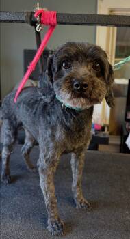 Rescue Shih Poo Dogs for Adoption in York, South Carolina - Misty | PetCurious