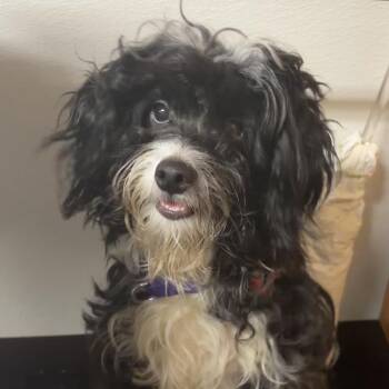 Havanese Dogs Available for Adoption in Valparaiso, Indiana - Patsy | PetCurious