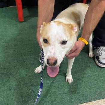 FWT Gemini -  Mixed Breed Dog for Adoption in Midland, Texas - FWT Gemini | PetCurious