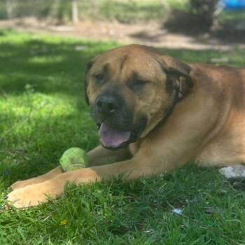 Auggie -  Bullmastiff and German Shepherd Dog Dog for Adoption in San Jacinto, California - Auggie | PetCurious