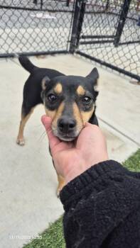 Rescue Miniature Pinscher Dogs for Adoption in Richmond, Kentucky - Judy | PetCurious