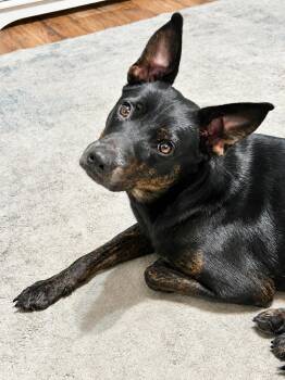 Australian Kelpie Dogs Available for Adoption in Gulfport, Mississippi - Kay Kay | PetCurious