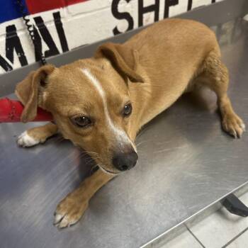 Washington -  Chihuahua Dog Available for Adoption in Lufkin, Texas - Washington | PetCurious