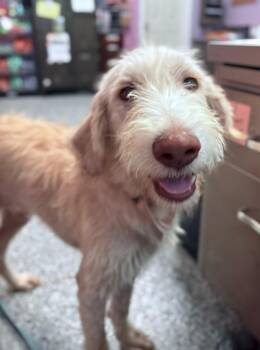 Smirk in NH Come Meet our Adoptable Dogs Wednesday-Saturday. Mor -  Schnauzer and Poodle Dog for Adoption in Manchester, New Hampshire - Smirk In NH Come Meet Our Adoptable Dogs Wednesday-Saturday. Mor | PetCurious