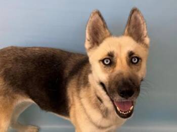 Pandora -  German Shepherd Dog and Mixed Breed Dog for Adoption in Woodbury, Minnesota - Pandora | PetCurious