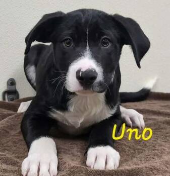 Uno -  Mixed Breed Dog for Adoption in Groveland, Massachusetts - Uno | PetCurious