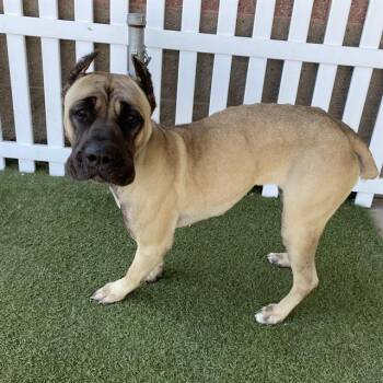 A614062 -  Cane Corso and Mixed Breed Dog for Adoption in Modesto, California - A614062 | PetCurious