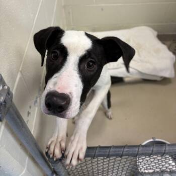 Terrier and Mixed Breed Dogs Available for Adoption in Indianapolis, Indiana - Trey | PetCurious