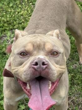 American Bully Dogs Available for Adoption - Dbo | PetCurious