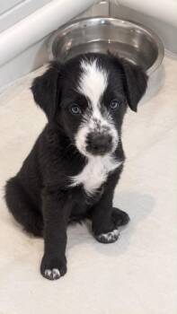 Lucy -  Australian Shepherd and Terrier Dog for Adoption in Valparaiso, Indiana - Lucy | PetCurious
