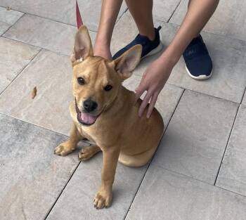 Rescue Carolina Dog Dogs for Adoption in Midlothian, Virginia - Levi - Carolina Dog Puppy - 16 Month Old Male, UPD On Shots, Neu | PetCurious