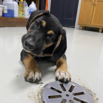 Cookie -  Beagle and Black Labrador Retriever Dog for Adoption in Hartford, Kentucky - Cookie | PetCurious